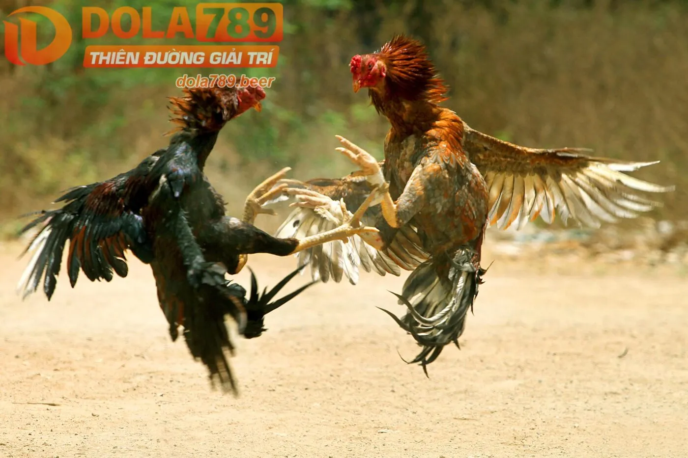 Theo dõi đá gà dola789 qua điện thoại vô cùng đơn giản